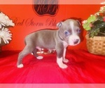 Small #3 American Pit Bull Terrier