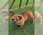 Small #2 Bulldog Mix
