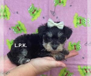Schnauzer (Miniature) Puppy for sale in WINNSBORO, LA, USA