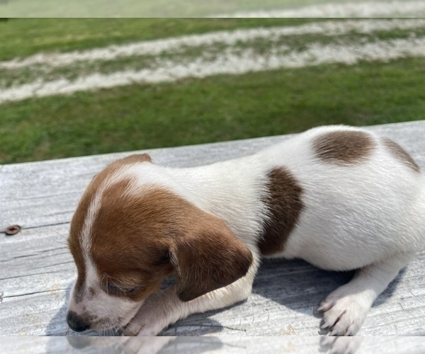 Medium Photo #5 Dachshund Puppy For Sale in LAWRENCEBURG, TN, USA