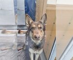 Small Photo #1 German Shepherd Dog-Huskies  Mix Puppy For Sale in Las Vegas, NV, USA