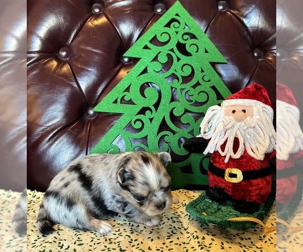 Medium Photo #1 Chihuahua Puppy For Sale in NEWVILLE, PA, USA