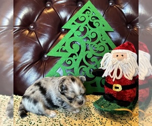 Chihuahua Puppy for sale in NEWVILLE, PA, USA