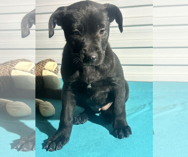 Medium Photo #2 Labrador Retriever-Unknown Mix Puppy For Sale in Tarrytown, GA, USA