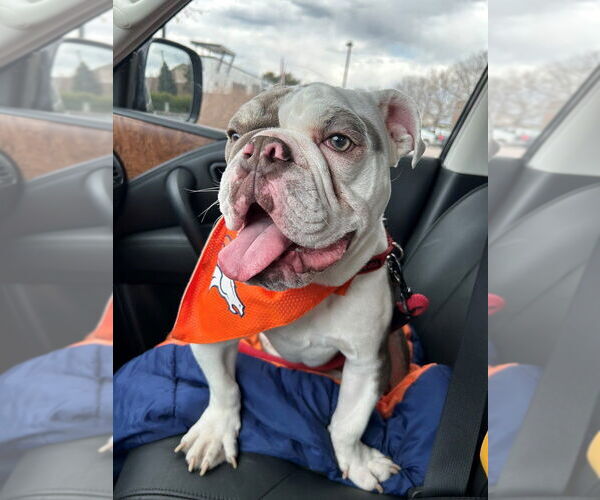 Medium Photo #2 Bulldog Puppy For Sale in Lakewood, CO, USA