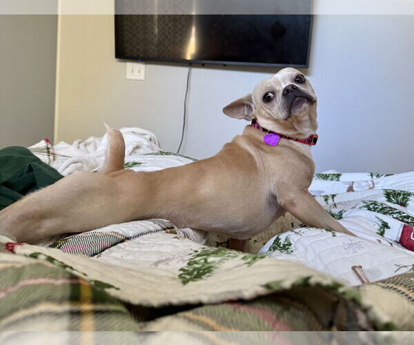 Medium Photo #6 French Bulldog-Unknown Mix Puppy For Sale in Aurora, CO, USA