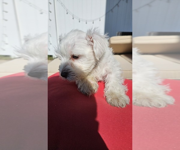 Medium Photo #5 Schnauzer (Miniature) Puppy For Sale in SPARTA, WI, USA