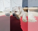 Small Photo #5 Schnauzer (Miniature) Puppy For Sale in SPARTA, WI, USA
