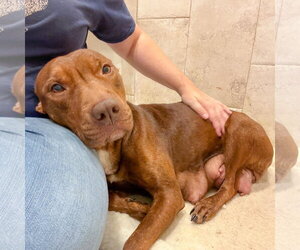 Day Day - Female Mutt Dog for Adoption - Photo #15