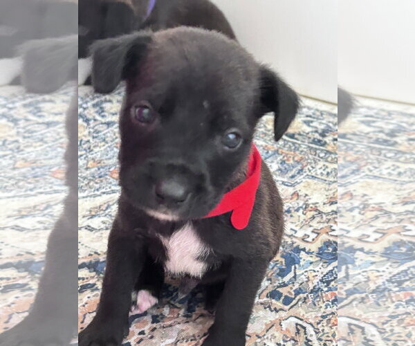 Medium Photo #2 Labrador Retriever-Unknown Mix Puppy For Sale in Gilberts, IL, USA