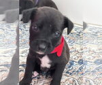 Small #1 Labrador Retriever Mix