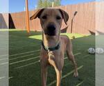 Small #25 Labrador Retriever Mix