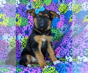 German Shepherd Dog Puppy for sale in ELKTON, MD, USA