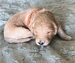 Small Photo #119 Goldendoodle Puppy For Sale in PHOENIX, AZ, USA