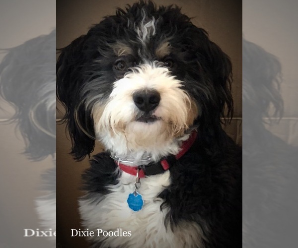 Medium Photo #1 Bernedoodle-Poodle (Standard) Mix Puppy For Sale in SAINT GEORGE, UT, USA