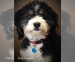 Small Photo #1 Bernedoodle-Poodle (Standard) Mix Puppy For Sale in SAINT GEORGE, UT, USA