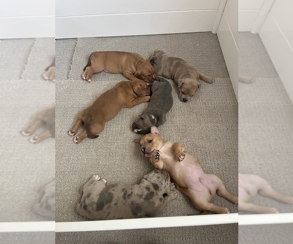 Medium Photo #1 American Bully Puppy For Sale in SPARTANBURG, SC, USA