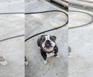 Mother of the Olde English Bulldogge puppies born on 06/22/2025