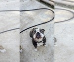 Small Photo #1 Olde English Bulldogge Puppy For Sale in AUSTIN, TX, USA