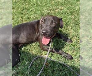 Medium Labrador Retriever