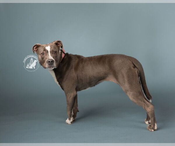 Medium Photo #16 American Pit Bull Terrier Puppy For Sale in Minneapolis, MN, USA