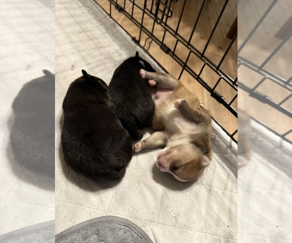 Medium Photo #6 Pomeranian Puppy For Sale in ARLINGTON, TX, USA