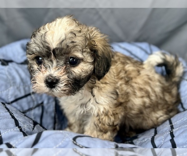 Medium Photo #3 Zuchon Puppy For Sale in RENO, NV, USA