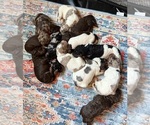 Small #5 Goldendoodle