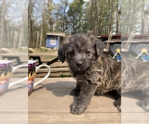 Poodle (Miniature)-Shorkie Tzu Mix Puppy for sale in LAKE GEORGE, NY, USA