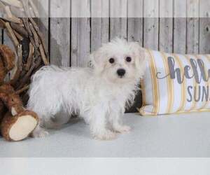 Morkie Puppy for sale in MOUNT VERNON, OH, USA