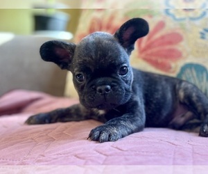 French Bulldog Puppy for sale in NEWTON, NJ, USA