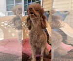 Small #2 Poodle (Miniature)