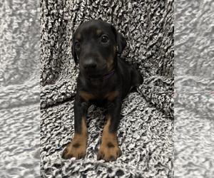 Medium Doberman Pinscher