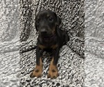Puppy Twilight Doberman Pinscher