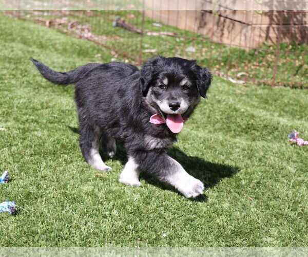 Medium Photo #1 German Shepherd Dog-Unknown Mix Puppy For Sale in San Diego, CA, USA