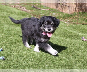 Golden Shepherd Dogs for adoption in San Diego, CA, USA