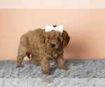 Small #2 Cavapoo mix (+ Poodle Miniature)