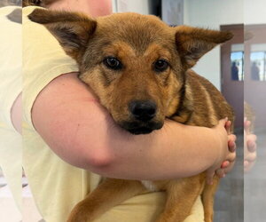 Mutt Dogs for adoption in Tarboro, NC, USA