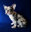 Small Photo #3 French Bulldog Puppy For Sale in ADRIAN, MI, USA