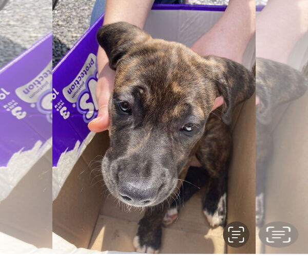 Medium Photo #1 American Pit Bull Terrier-Weimaraner Mix Puppy For Sale in Pottstown, PA, USA