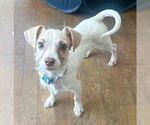 Small #2 Chihuahua-Parson Russell Terrier Mix