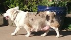 Small Photo #1 Aussie-Corgi Puppy For Sale in HOPKINTON, IA, USA