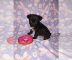 Small #6 YorkiePoo