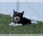 Puppy 2 Biewer Terrier