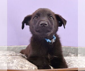 Border Collie-Unknown Mix Dogs for adoption in Sheridan, CO, USA