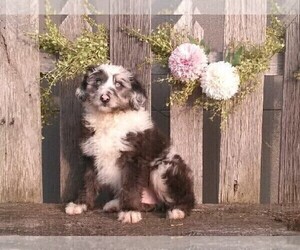 Aussiedoodle Miniature Puppy for sale in FREDERICKSBURG, OH, USA