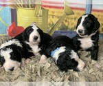 Small Photo #9 Bernedoodle Puppy For Sale in CONCORD, NC, USA