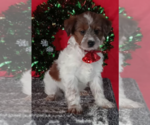 Small Photo #1 Aussiedoodle Miniature  Puppy For Sale in FREDERICKSBURG, OH, USA