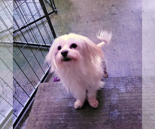 Medium Photo #1 Maltese-Unknown Mix Puppy For Sale in Sequim, WA, USA