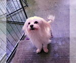 Small Maltese Mix